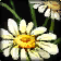 Bouquet of White Roses