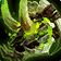 Jaws of the Skulking Viper